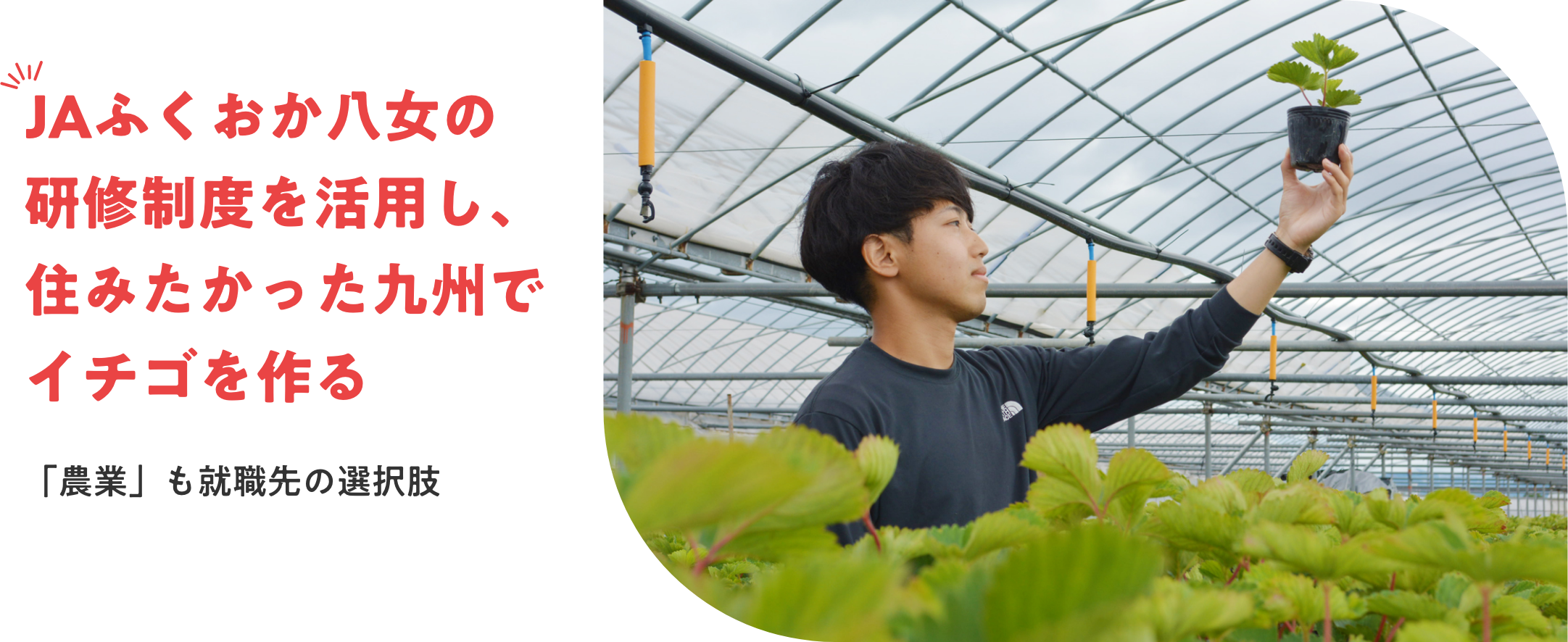 JAふくおか八女の研修制度を活用し、住みたかった九州でイチゴを作る　「農業」も就職先の選択肢