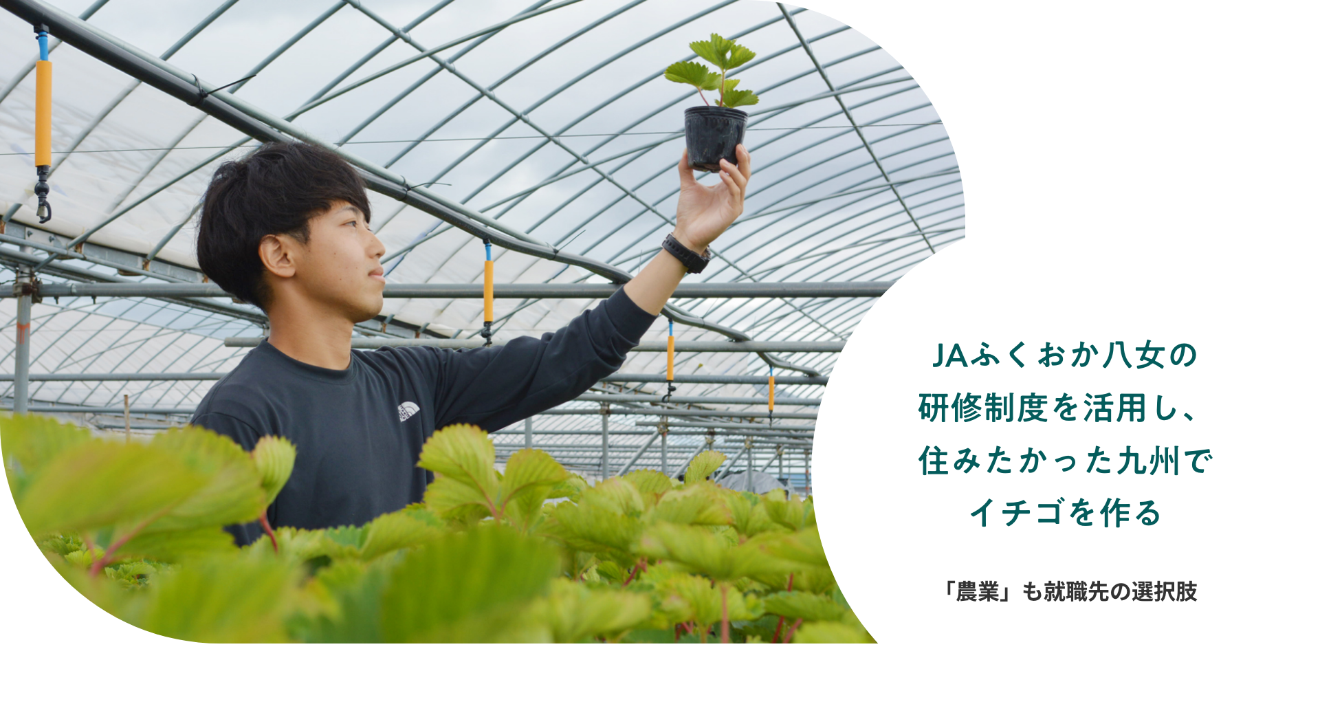 JAふくおか八女の研修制度を活用し、住みたかった九州でイチゴを作る 「農業」も就職先の選択肢