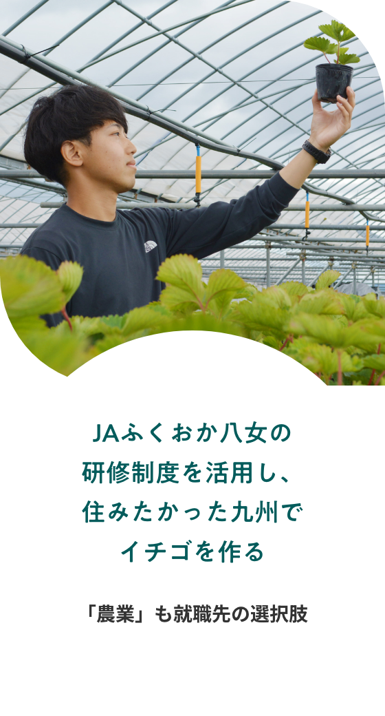 JAふくおか八女の研修制度を活用し、住みたかった九州でイチゴを作る 「農業」も就職先の選択肢