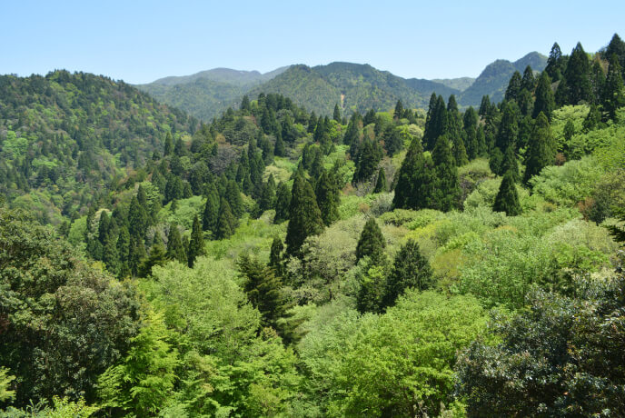 緑豊かな滋賀の森林