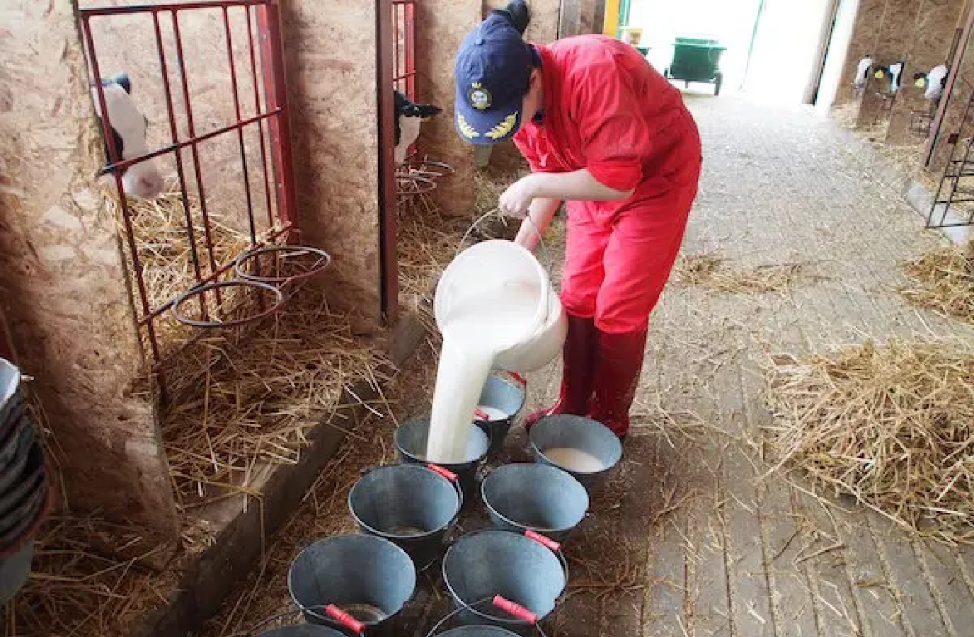 牧場主の奥様が作ったミルクをバケツに分ける