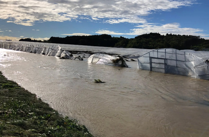 台風で約7割のハウスが倒壊