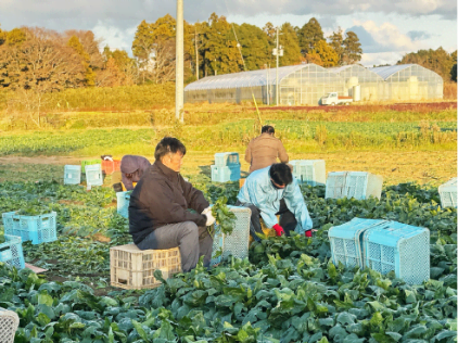 短期労働