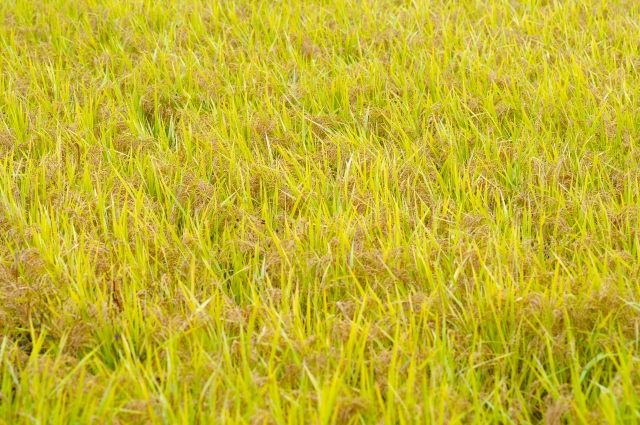 ふるさと納税 千葉県のブランド米 ふさこがね おすすめ５選 マイナビ農業