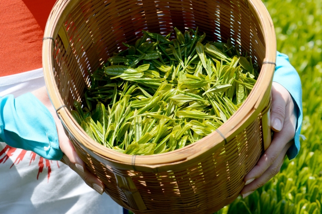 ふるさと納税】「日本茶」おすすめ自治体５選！｜マイナビ農業