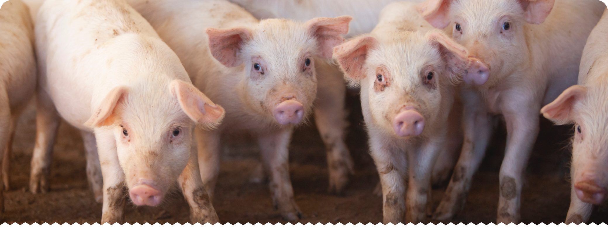 養豚の仕事 - 九州の畜産で働こう！九州畜産特集
