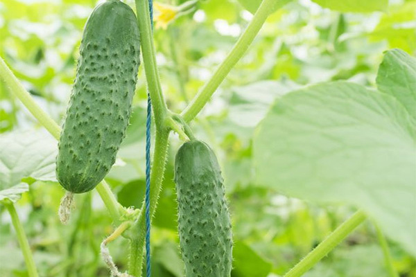 家庭菜園者必見 管理のコツと暑さに強い野菜