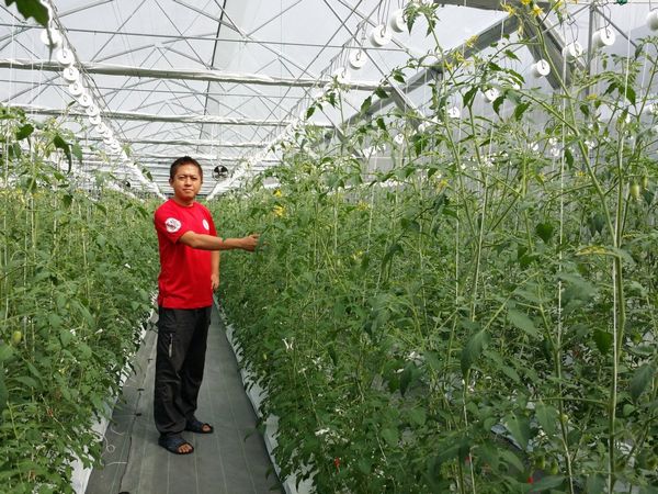 タイで高糖度トマトを栽培「農業テクノロジーで事業課題を解決」銀座農園の挑戦