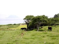 宇久島　若手畜産農家が担う「牛の島」の未来