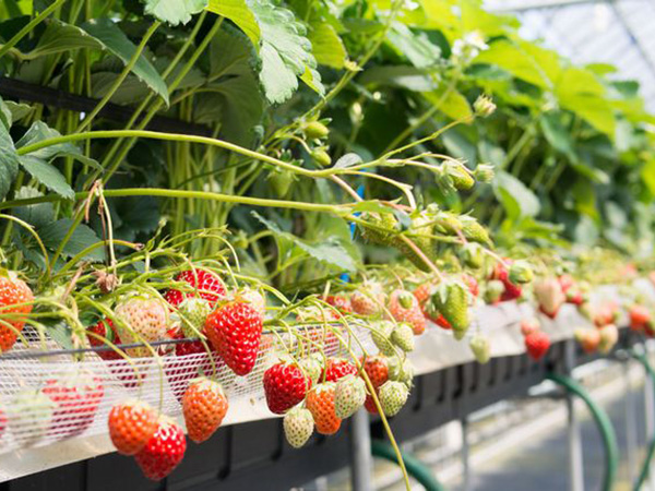 イチゴ農家が注目「農薬を減らして元気な作物を作る」微生物活用法