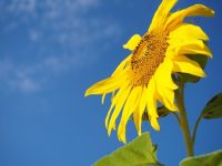 【旬花】夏を連れてくる花「ひまわり」とは　花言葉や品種、育て方も解説