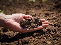 土作りのプロへ 「土壌医・土づくりマスター・土づくりアドバイザー」資格試験とは