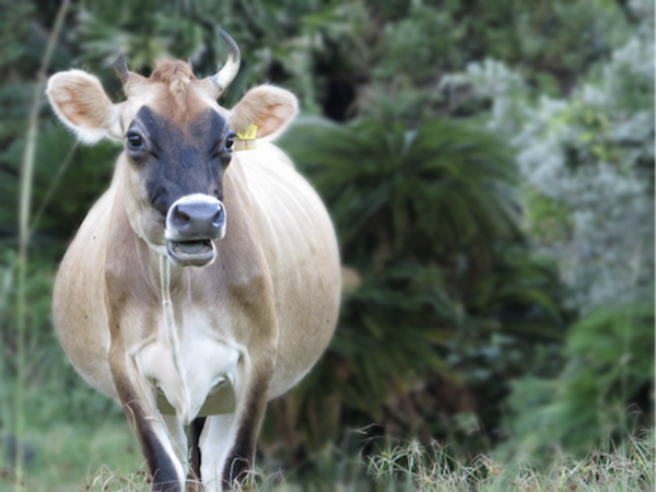 「牛の幸せ」が最優先　酪農天国八丈島で目指す、完全放牧スタイル