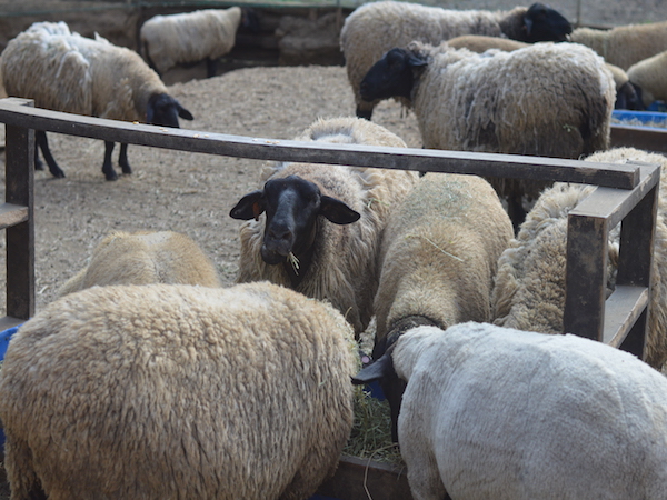 良質な肉へのこだわりは、羊が生まれた意味を最大化するため。羊の畜産で、取り組んだ証を残したい。