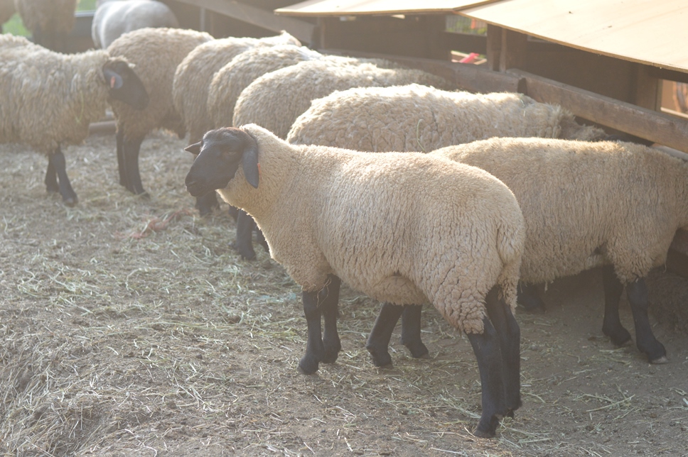 良質な肉へのこだわりは 羊が生まれた意味を最大化するため 羊の畜産で 取り組んだ証を残したい マイナビ農業