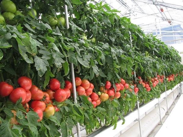 販売価格が高い9月から11月に出荷 トマトのハウス栽培 ヒートポンプ技術 活用例 マイナビ農業