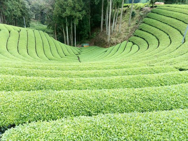 宇治茶畑で絶景ハイキングツアー を実施 茶農家の狙いと成果