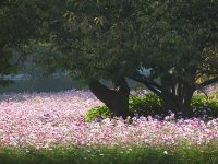 【旬花】可憐な秋の桜 コスモス