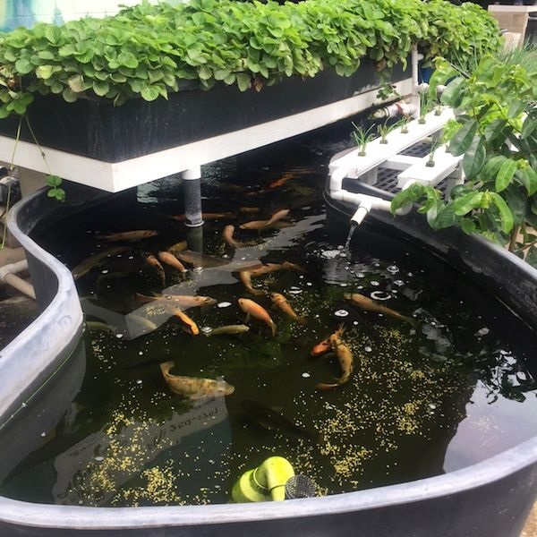 魚の水槽と水耕栽培が合体 無農薬野菜が育つ アクアポニックス とは