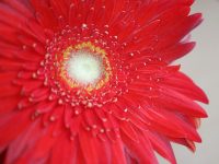 「旬花」華やかなガーベラの魅力　ガーベラの種類や育て方は？