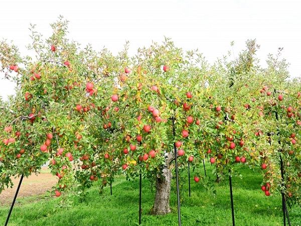 蜜があるリンゴは甘い リンゴの蜜について マイナビ農業