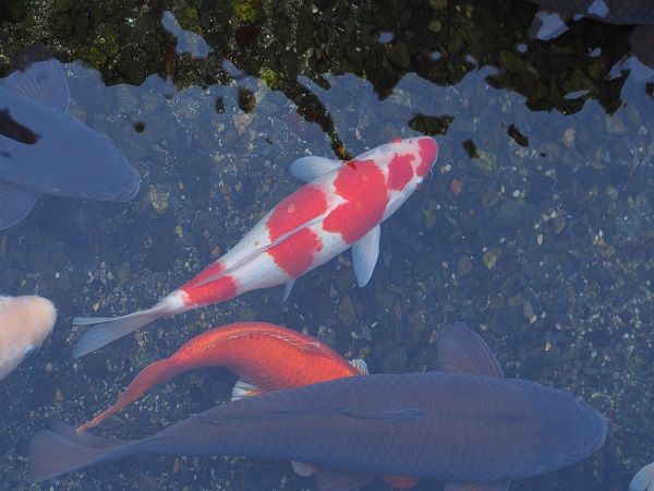 国が違えば発想も違う 世界のユニーク農法 水田養魚 中国 マイナビ農業