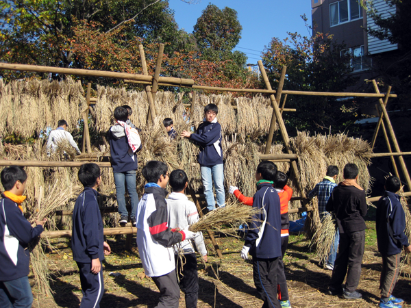 東京のど真中で脱穀機が唸る 筑波大附属駒場中高校の米づくり：脱穀編