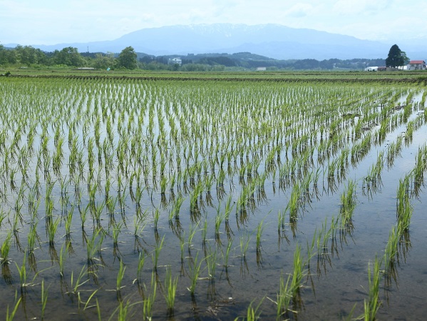 改めて知りたい 灌漑 かんがい の意味とは 灌漑用水って何 マイナビ農業