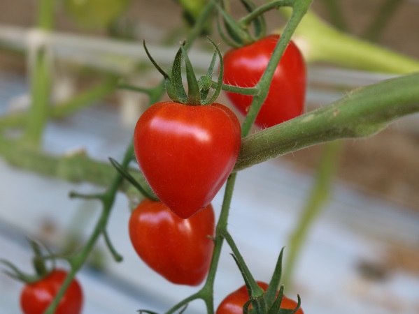 ハート形のトマト「トマトベリー」 生産農家がこだわる“働きやすさ”とは