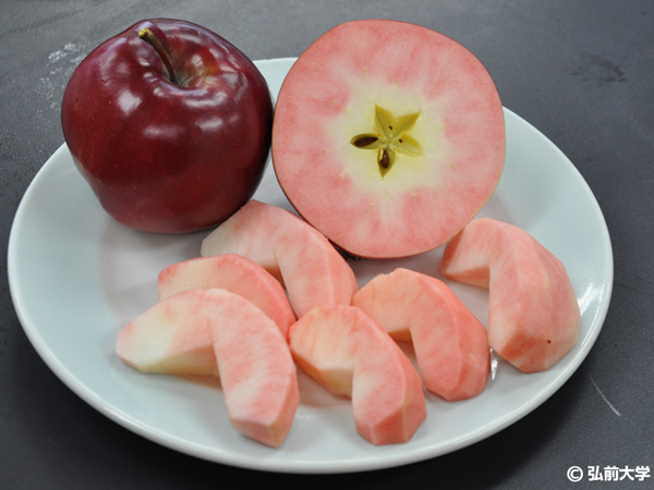官学連携で新種のリンゴ 弘前大学が生んだ赤い果肉の軌跡
