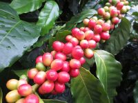 小笠原諸島のコーヒー栽培事情。野瀬農園で採れる年間200kgのコーヒー豆