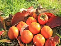 「柿渋」が風邪・便秘に効くってホント？秋の味覚 柿に含まれるタンニンとは？