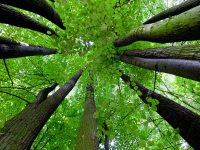 樹木の保護・保全のスペシャリストへ「樹木医」制度