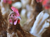 「高病原性鳥インフルエンザ」から農場を守るためにできること