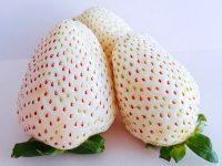 白いちごの新品種が誕生、ブランド名を募集中　50年連続生産量1位の栃木県