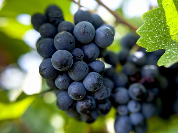 高品質の国産ワイン拡大に期待！北海道で「ピノ・ノワール」栽培