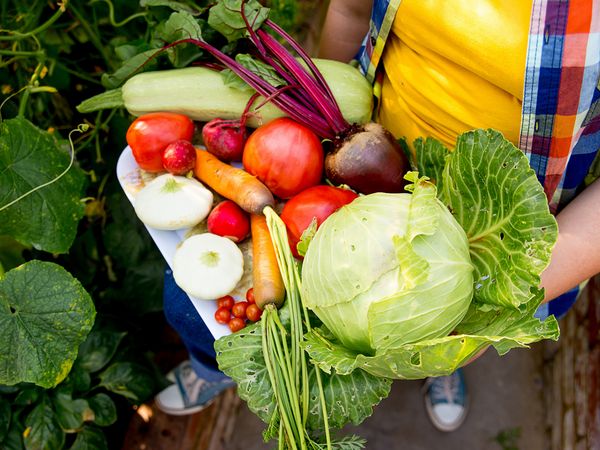 規格外野菜を福祉施設へ寄付 JA甘楽富岡のフードバンク活動