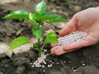 【元気な農作物育成ガイド】自家栽培で知っておきたい！　肥料の基礎知識
