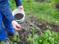 【元気な農作物育成ガイド】上手に肥料を与えるタイミングと注意点