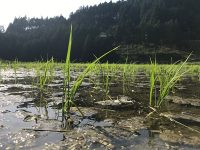 21世紀育ちが創る「むかし未来」 日本と世界を変える里山農業プロジェクトの芽吹き