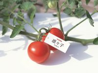 トマトの栽培体験で野菜をもっと身近に！カゴメが取り組む食育活動