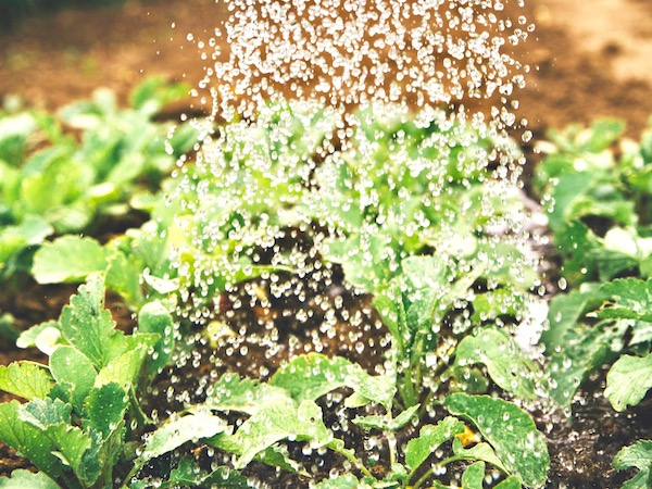 畑は水やりしない方が良い 野菜づくりの新常識 畑は小さな大自然vol 1 マイナビ農業