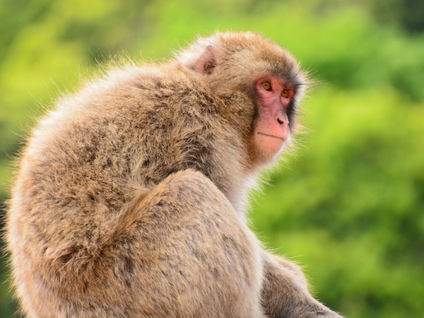 アブなすぎる害獣図鑑 農家の敵とその撃退方法 サル編