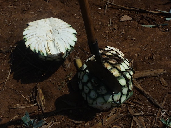 テキーラの原料は サボテンにそっくり 世界お酒図鑑 マイナビ農業
