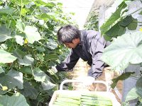 佐賀の地域（市町・JA・生産部会・県）が一体となり新規就農希望者を支援！