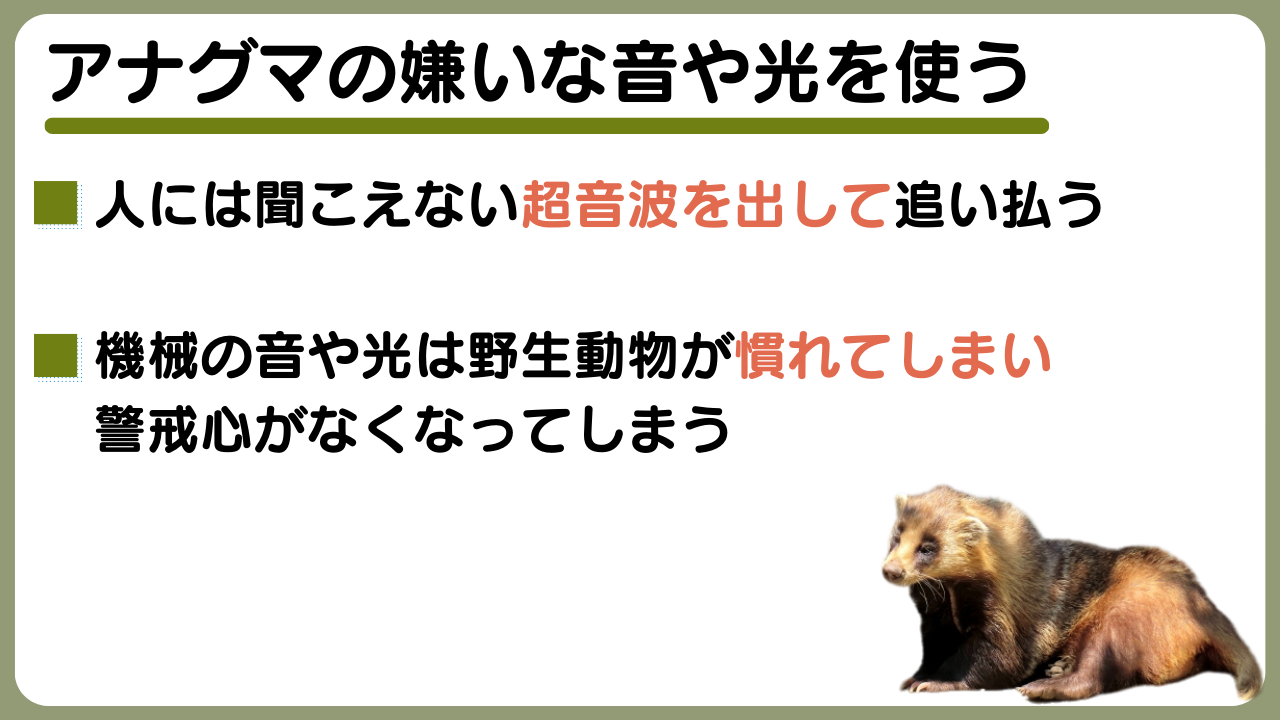 アナグマ(二ホンアナグマ)を見つけたら？ 害獣の被害防止対策、生態から撃退法まで解説｜マイナビ農業