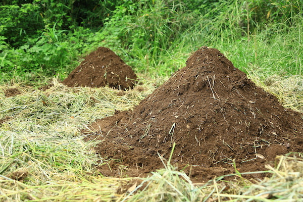 初心者でも簡単 雑草堆肥で土づくり 畑は小さな大自然vol 8 マイナビ農業