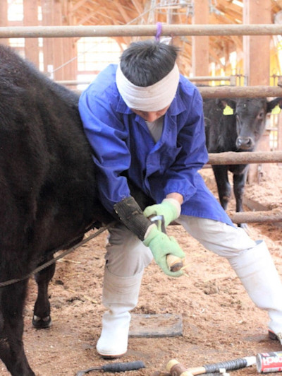 但馬牛 神戸ビーフ の繁殖から精肉まで 田中畜産が感動を呼ぶ3つの理由 マイナビ農業