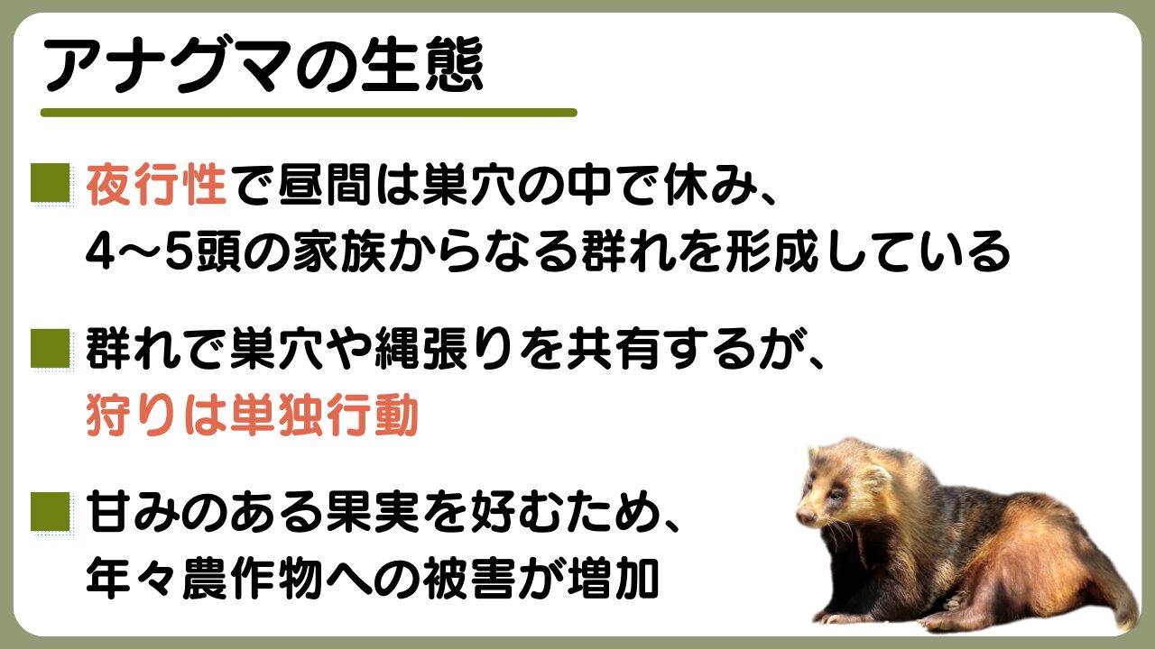 アナグマ(二ホンアナグマ)を見つけたら？ 害獣の被害防止対策、生態から撃退法まで解説｜マイナビ農業