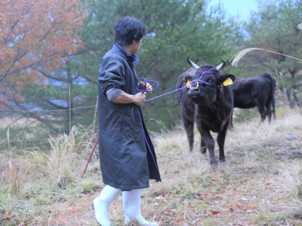 但馬牛 神戸ビーフ の繁殖から精肉まで 田中畜産が感動を呼ぶ3つの理由 マイナビ農業